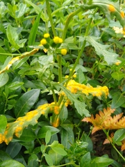 Puccinia lagenophorae