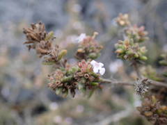 Micromeria herpyllomorpha