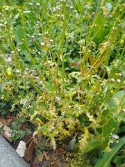 Puccinia lagenophorae