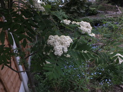 Sorbus aucuparia