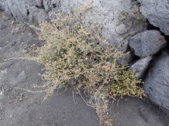 Micromeria herpyllomorpha