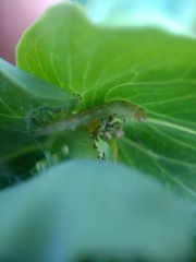 Polymixis flavicincta