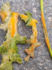 Puccinia lagenophorae
