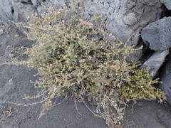 Micromeria herpyllomorpha