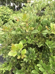 Machilus obovatifolia
