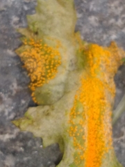 Puccinia lagenophorae