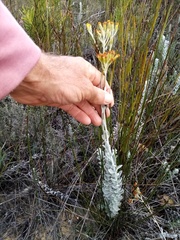 Senecio pauciflosculosus
