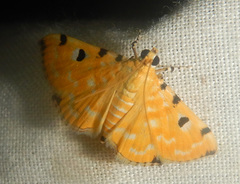 Notarcha polytimeta