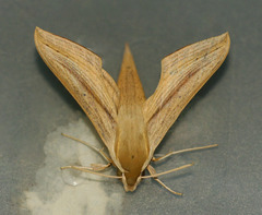 Hippotion balsaminae