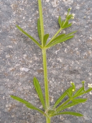 Galium aparine