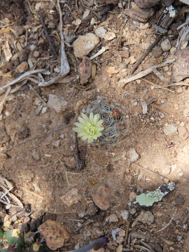 Mammillaria nana