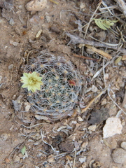 Mammillaria nana