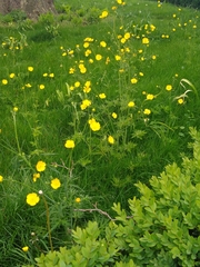 Ranunculus acris