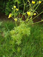 Ranunculus acris