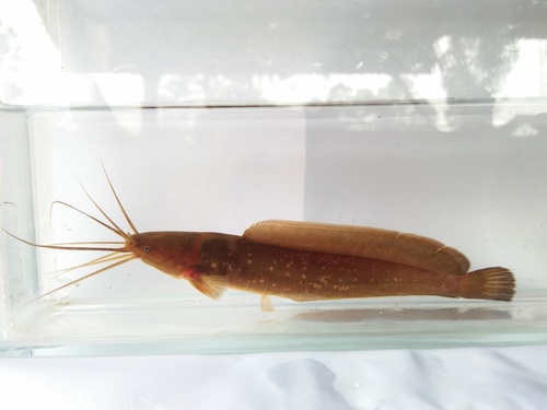 Teijsmann's walking catfish (Clarias teijsmanni) — Clariidae