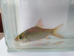 Barbodes binotatus