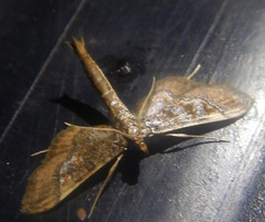 Hydriris ornatalis