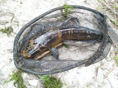 Channa marulioides