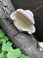 Tyromyces sambuceus