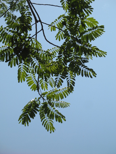 Trattinnickia lawrancei