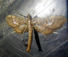 Hydriris ornatalis
