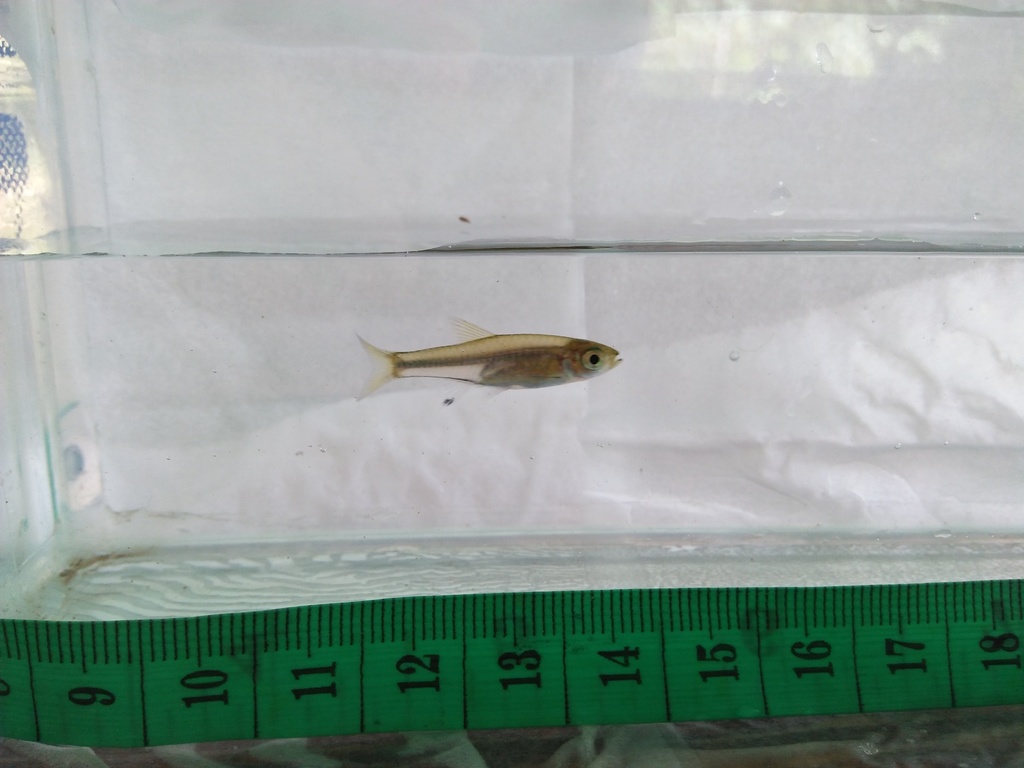 Banka rasbora (Rasbora bankanensis) — Cyprinidae