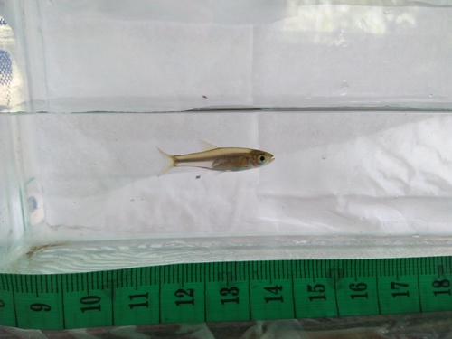Banka rasbora (Rasbora bankanensis) — Cyprinidae