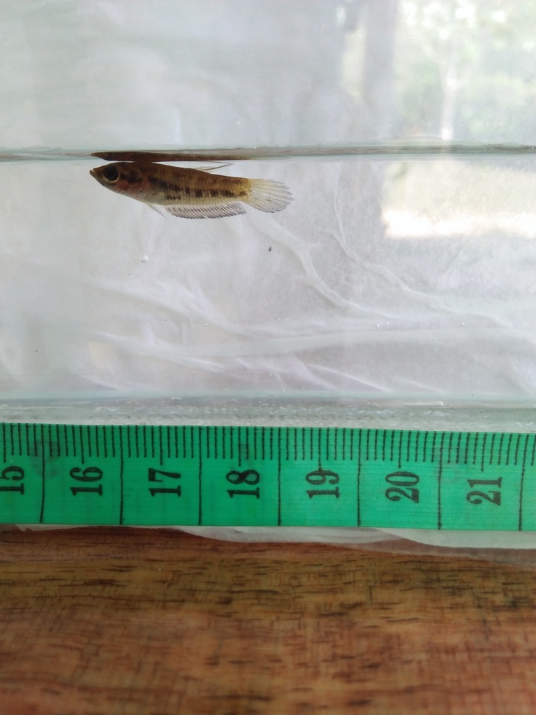 Greenthroat Betta