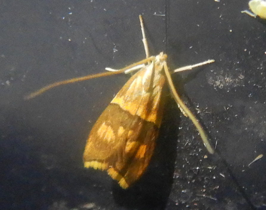 Crocanthes halurga