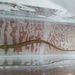 Loungsnouted Pipefish - Photo (c) Ganjar Cahyadi, some rights reserved (CC BY-NC), uploaded by Ganjar Cahyadi