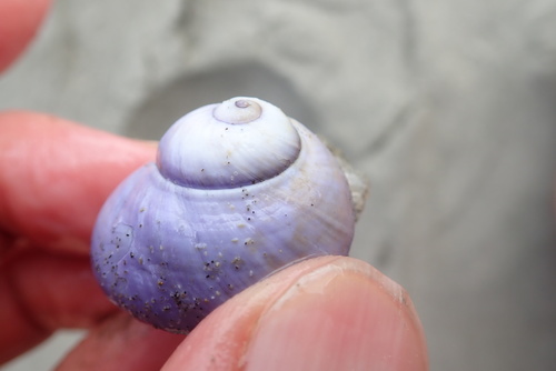 photo of Violet Sea Snail (Janthina janthina)