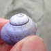 photo of Violet Sea Snail (Janthina janthina)