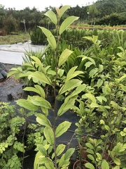 Eustigma oblongifolium