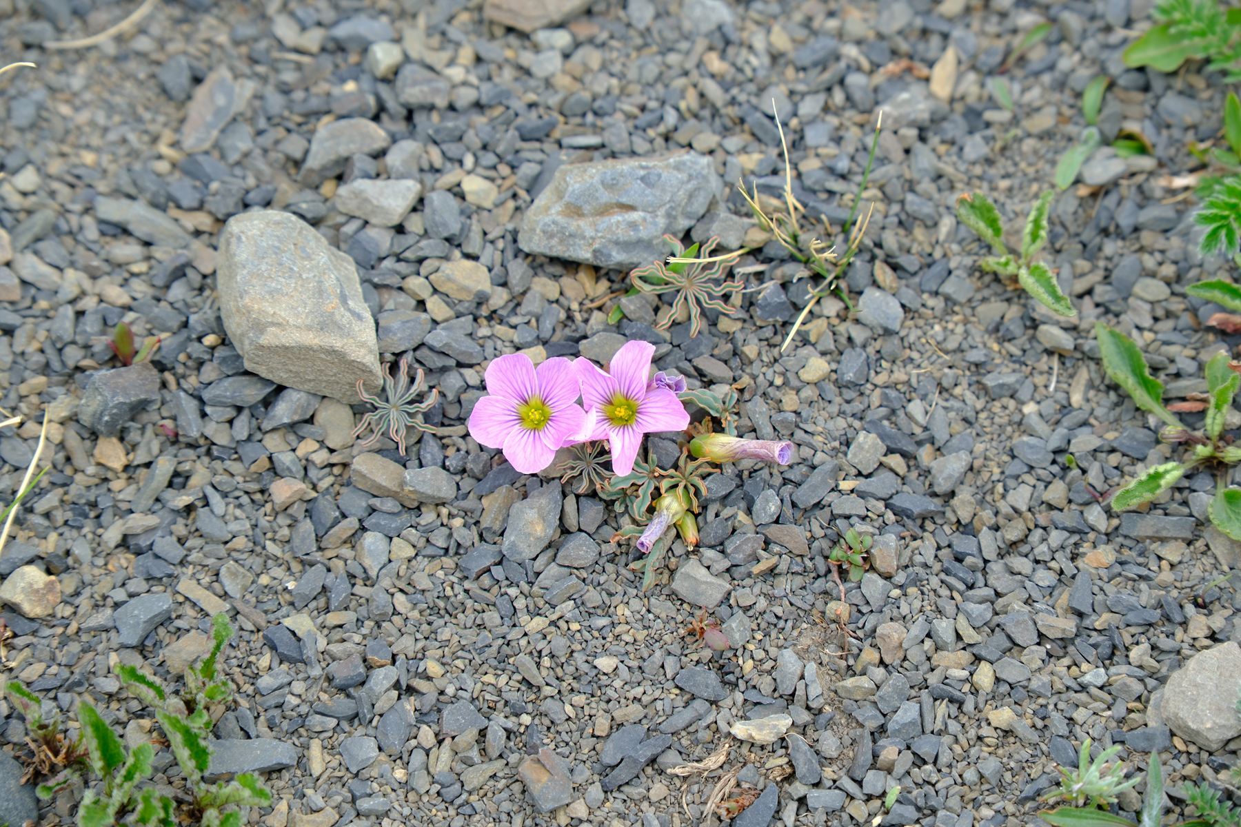 Oxalis laciniata Cav.