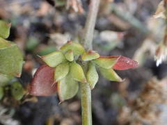 Polycarpaea divaricata