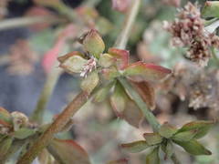 Polycarpaea divaricata