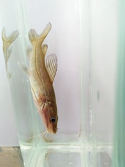 Hemibagrus fortis