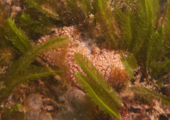 Aplidium benhami