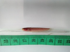 Silurichthys indragiriensis