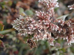 Polycarpaea divaricata