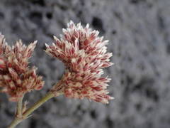 Polycarpaea divaricata