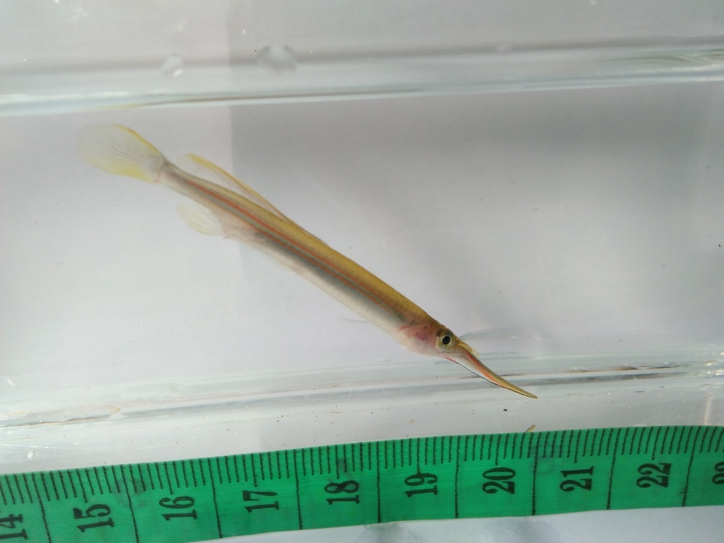 Long-Finned Halfbeak