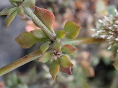 Polycarpaea divaricata