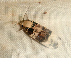 Cryptophasa opalina