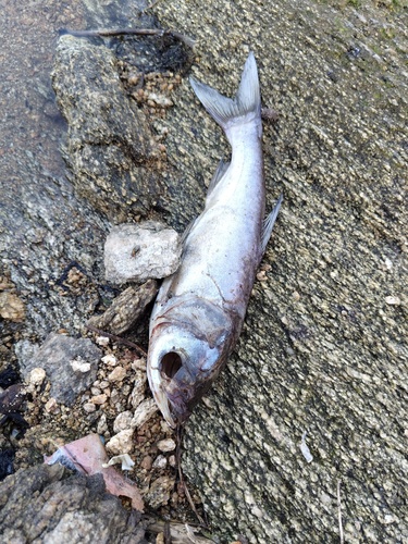 Silver Carp