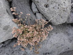 Polycarpaea divaricata