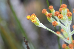 Senecio pauciflosculosus