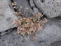 Polycarpaea divaricata