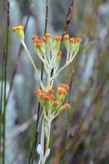 Senecio pauciflosculosus