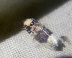 Cryptophasa opalina